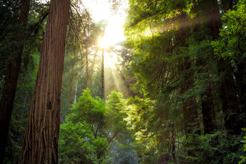Sunset in the Muir Woods Redwoods, Muir Woods National Monument, California