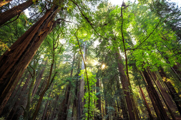 Sunset in the Muir Woods Redwoods, Muir Woods National Monument, California