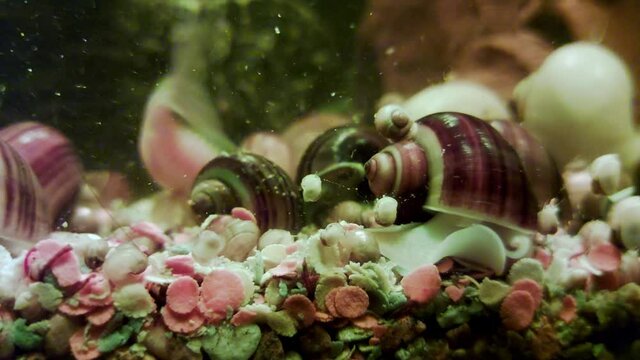 Aquarium snails swim in home aquarium with algae, background. Close-up