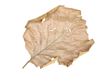 dry leaves isolated on a white background