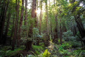 Obraz premium Sunset in the Muir Woods Redwoods, Muir Woods National Monument, California