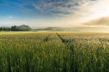 Getreidefeld im Morgennebel, Singen, Landkreis Konstanz, Bodenseeregion, Baden-Württemberg, Deutschland