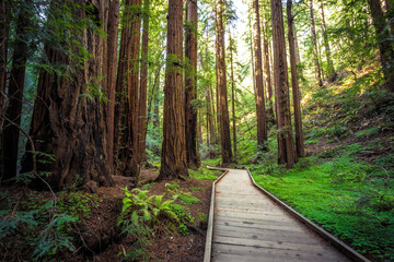 Path in the Muir Woods Redwoods, Muir Woods National Monument, California