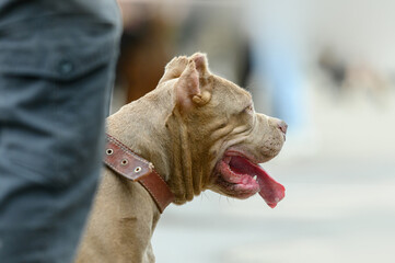 portrait of american bully brown on the street