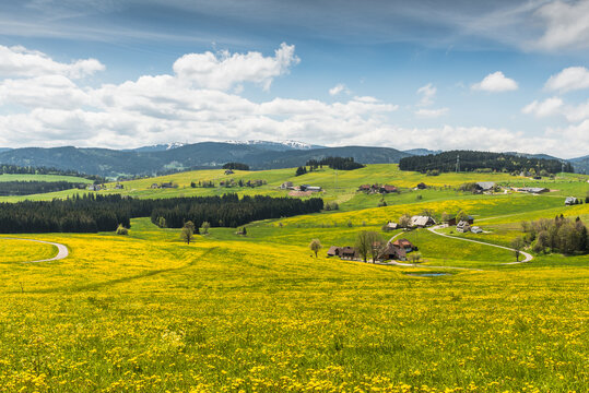 Bauernh&ouml;fe und Blumenwiese bei Breitnau mit Blick auf den Feldberg, Schwarzwald, Baden-W&uuml;rttemberg, Deutschland