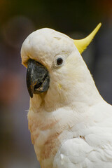 Feeding parrots in the forest at Kallista Dandenong Ranges.