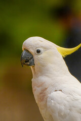 Feeding parrots in the forest at Kallista Dandenong Ranges.