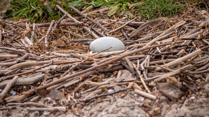 Close up of swan egg in natural environment.One egg of mute swan in the nest in spring. Cygnus olor. Lausanne, Switzerland.
