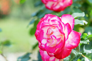 Rose "Double Delight" - one of the most well-known roses in the world, ideal classical shape. The flowers are a stunning contrast between layers of bright crimson outer petals and a white center. © ais60