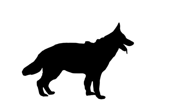 Black silhouette of a German Shepherd against a white background. Adult dog standing with mouth open and tongue hanging out.