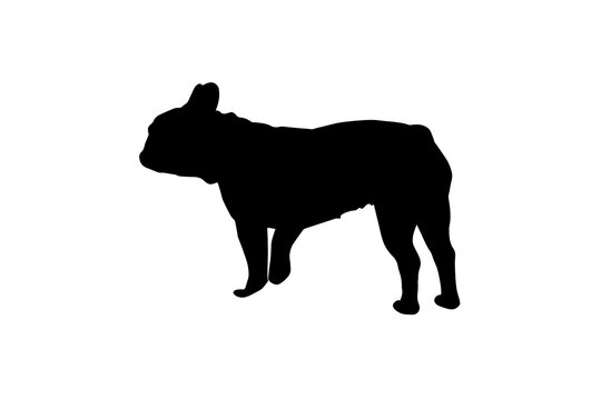 Black silhouette of a French bulldog on a white background. The little dog stands ready to continue walking.
