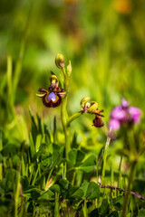 Sicilian Wildlife Orchids