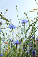 Perspektive Kornblume im Feld