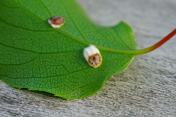 Close-up view of cottony cushion scale bug (Icerya purchasi ) under a leaf