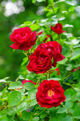 Red climbing rose in the spring garden