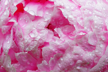 Wet fragrant pale pink peony flower after the rain
