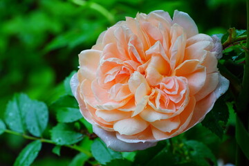 Fragrant Apricot orange rose flower growing in the garden
