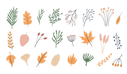 Set of autumn herbarium. Different branches and twigs with berries and leaves. Wild forest plants. Vector collection of botanical design elements. Colored flat illustrations on white background. 