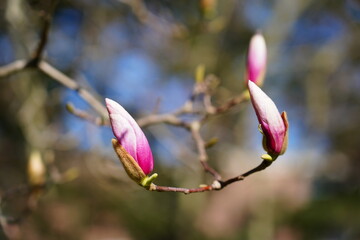 Pink flower buds of a magnolia tree in spring