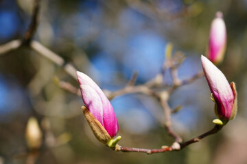 Fototapeta na wymiar Pink flower buds of a magnolia tree in spring