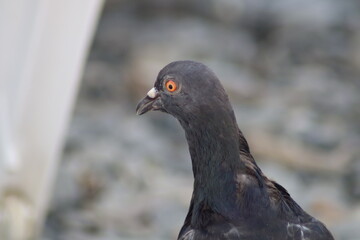 close up of a pigeon