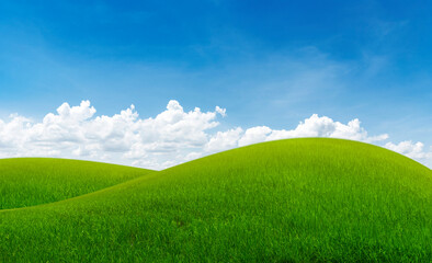 Fototapeta premium Rice field blue sky with clouds