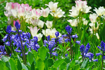 Obraz premium Purple blue Spanish bluebell hyacinth flowers