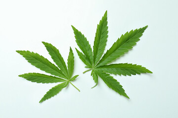 Two green cannabis leaves on white background