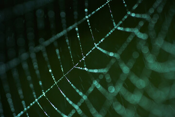 selective focus on the spider web