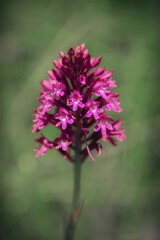 Pyramid Orchid on Sicily