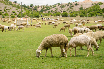 Sheep and goat herd being fed on green fields before the sacrifation fete on a sunny day in Turkey