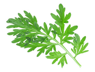 Top view of medicinal wormwood sprig isolated on a white background. Artemisia, mugwort.