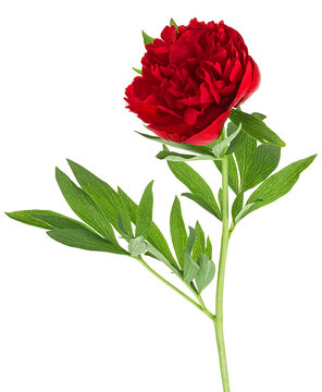 Beautiful red peony flower with green leaves isolated on a white background