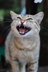 portrait of a cat