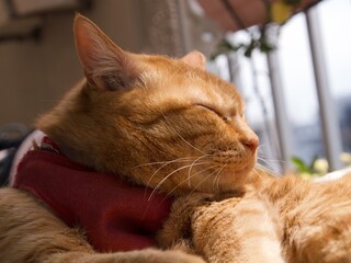 ベランダで寝る猫