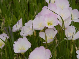野に咲くピンクの花