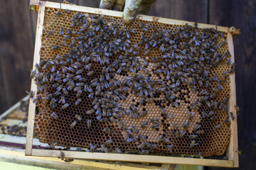 Pszczelarstwo wyciągnięta z ula ramka z miodem i pszczołami  - obrazy, fototapety, plakaty