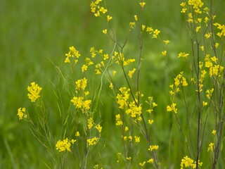 野に咲く黄色の花