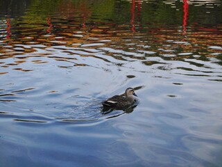 庭園の池を泳ぐ鴨