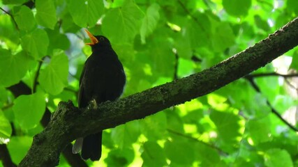 The merula sits and sings on a tree. Bird wildlife background for design.