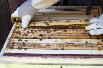 Pszczelarstwo - wyciąganie ramek z miodem z ula - obrazy, fototapety, plakaty