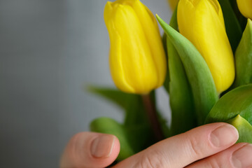 Bunch of yellow tulips in woman's hand close up