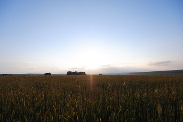 Fototapeta premium wheat field at sunset