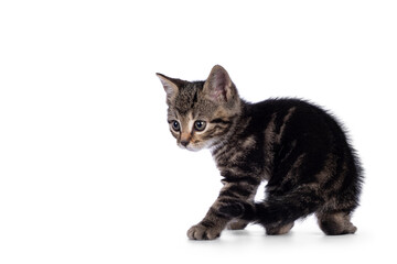 Sweet little brown house cat kitten, standing backwards. Looking over shoulder to the side. Isolated on a white background.