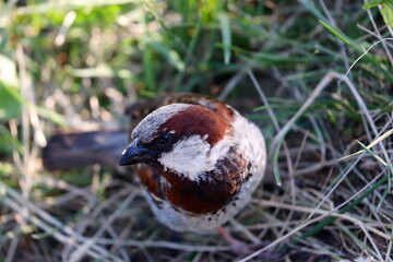 sparrow on the snow
