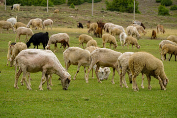 Obraz na płótnie Canvas Sheep and goat herd being fed on green fields before the sacrifation fete on a sunny day in Turkey
