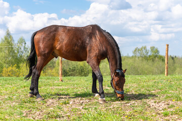 Obraz premium Magnificent graceful chestnut horse in meadow field.The horse eats the grass. Summer,spring sunny day.