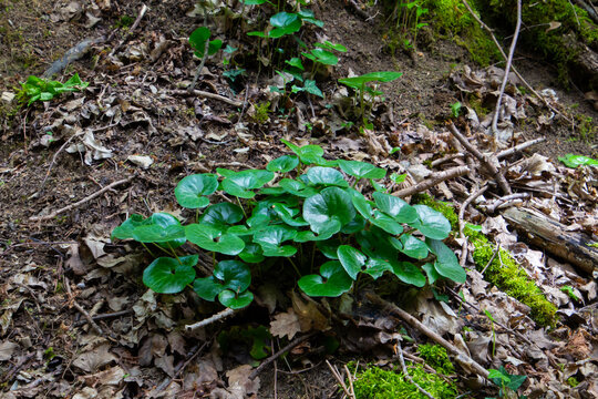 Green leaves of a common hazel root, also called Asarum europaeum or Haselwurz