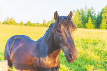 Brown horse posing on the green meadow summertime. Head shot closeup of a purebred young horse on summer pasture.