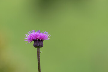 花と虫